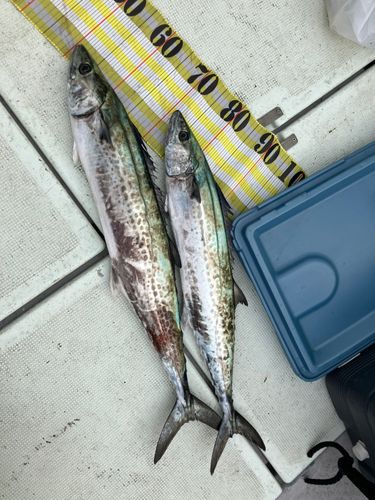 サワラの釣果