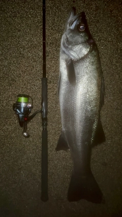 ヒラスズキの釣果