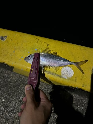 マアジの釣果