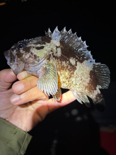 アラカブの釣果