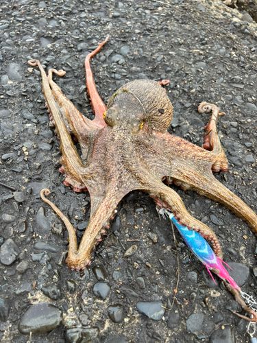 タコの釣果