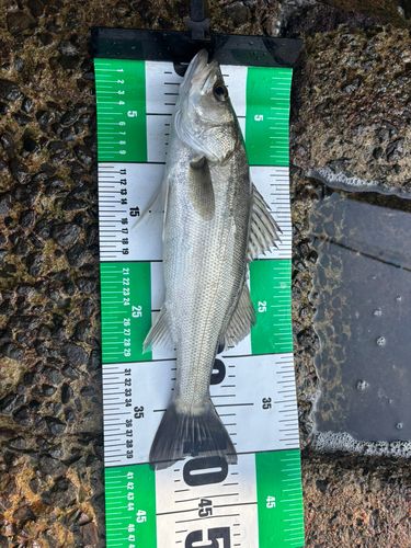 セイゴ（マルスズキ）の釣果