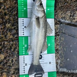 セイゴ（マルスズキ）