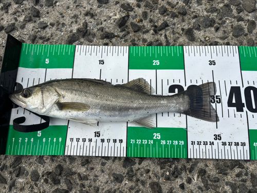 セイゴ（マルスズキ）の釣果
