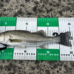 セイゴ（マルスズキ）