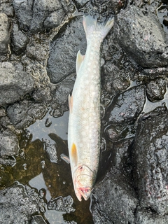 アメマスの釣果