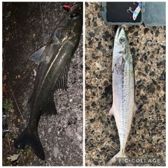 サゴシの釣果