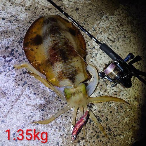 アオリイカの釣果