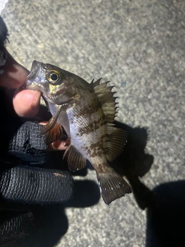 メバルの釣果