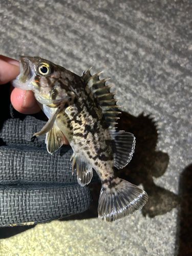 船越湾（岩手）