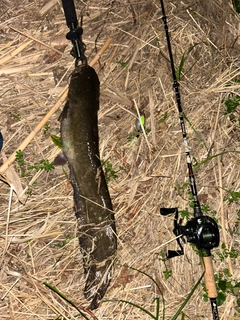ナマズの釣果