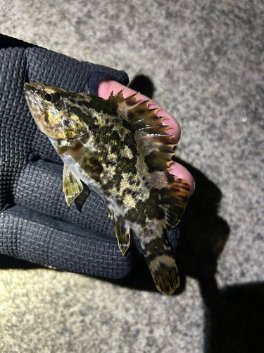 タケノコメバルの釣果