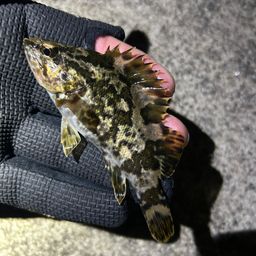 タケノコメバル