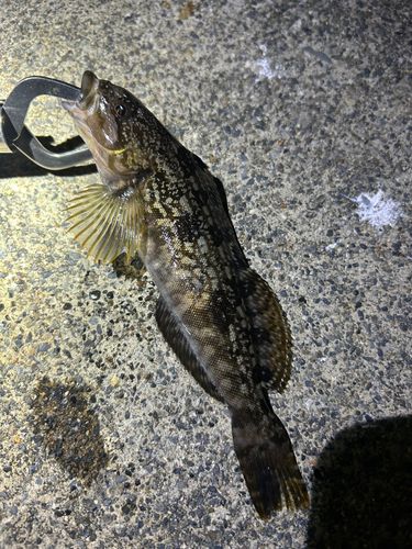 アイナメの釣果