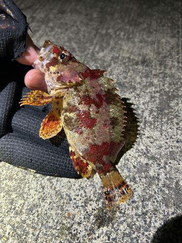 ヨロイメバルの釣果