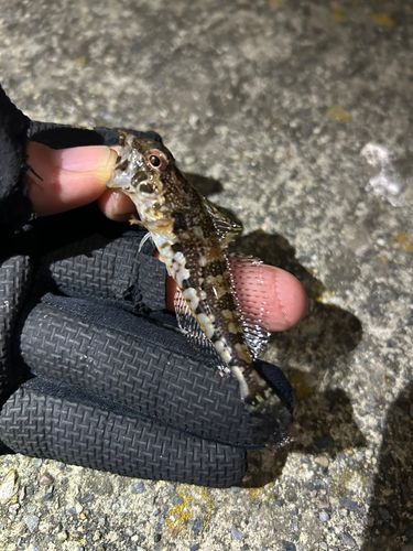 船越湾（岩手）