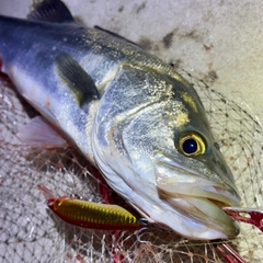 フッコ（マルスズキ）の釣果