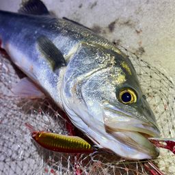 フッコ（マルスズキ）