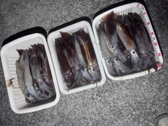 スルメイカの釣果