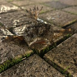 オニダルマオコゼ