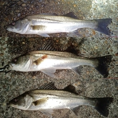 フッコ（マルスズキ）の釣果