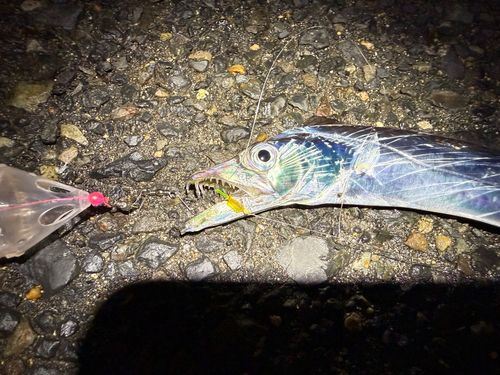 タチウオの釣果