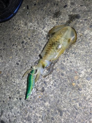 アオリイカの釣果