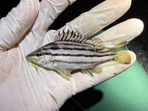 シマイサキの釣果