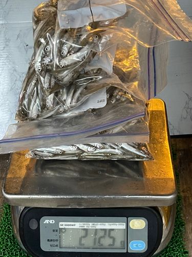 ワカサギの釣果