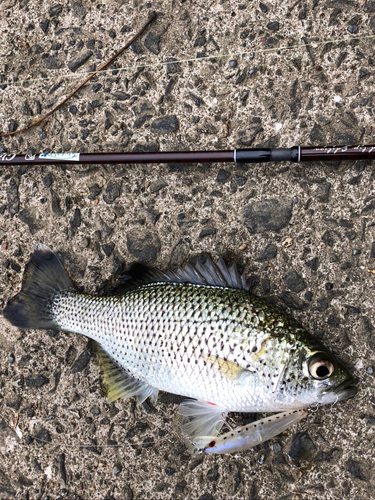 オオクチユゴイの釣果