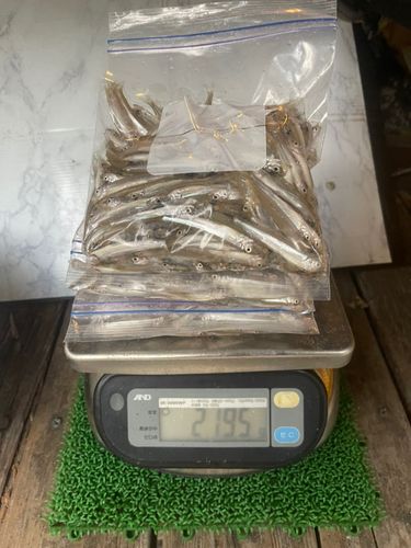 ワカサギの釣果