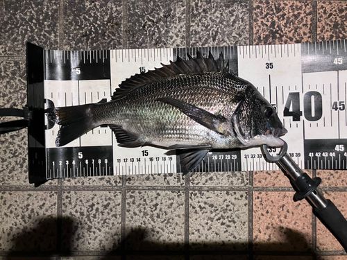 クロダイの釣果