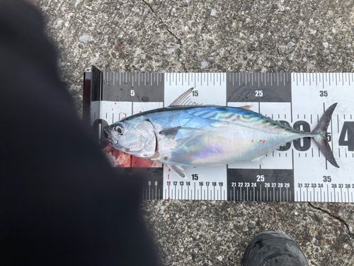 スマガツオの釣果