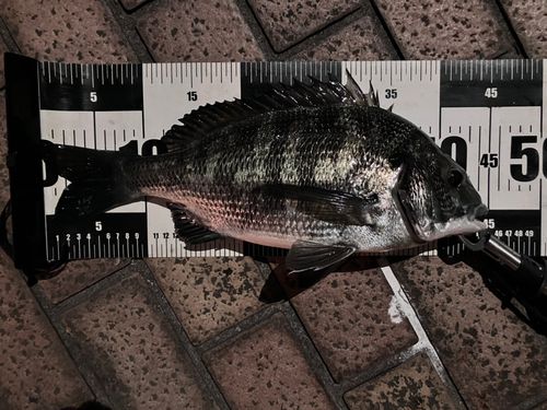 東京湾（アクアライン以北）