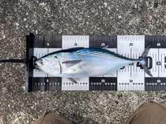 スマガツオの釣果