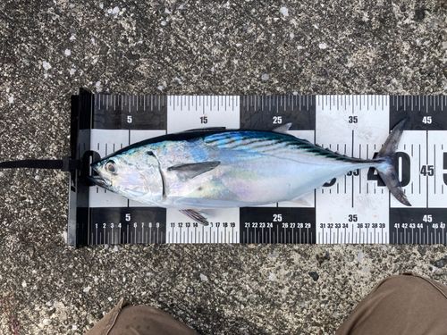 スマガツオの釣果