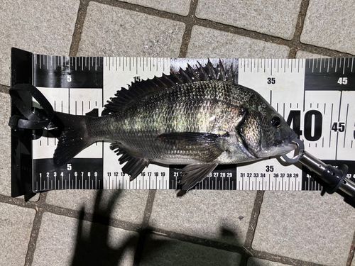 クロダイの釣果