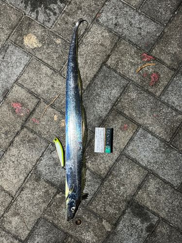 タチウオの釣果