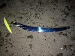 タチウオの釣果