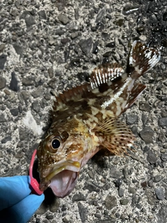 カサゴの釣果