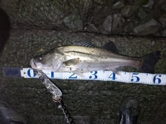 シーバスの釣果