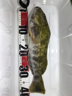 アイナメの釣果