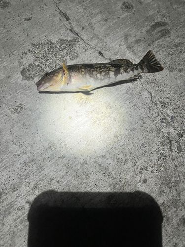 アイナメの釣果