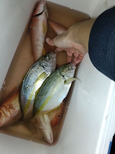 シマアジの釣果