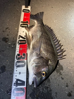 クロダイの釣果