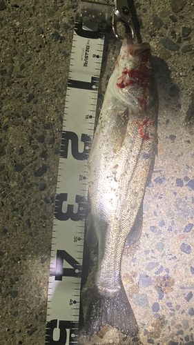 セイゴ（マルスズキ）の釣果