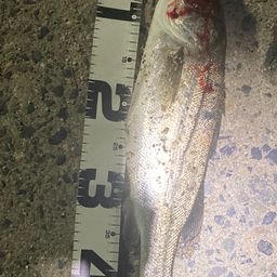 セイゴ（マルスズキ）