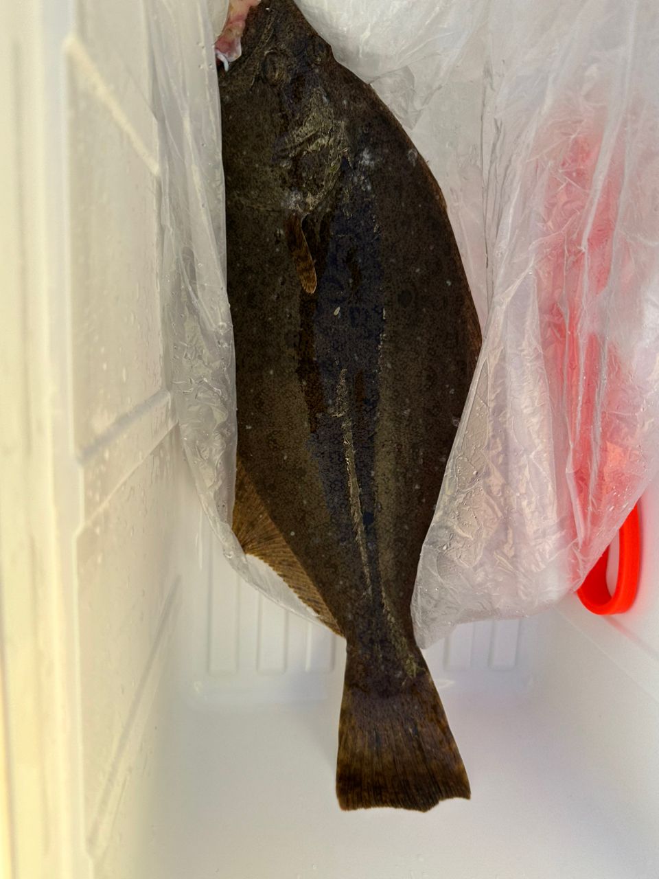 釣り人見習いさんの釣果 1枚目の画像