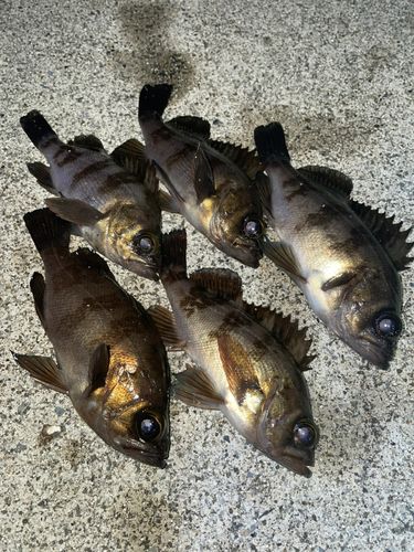 メバルの釣果