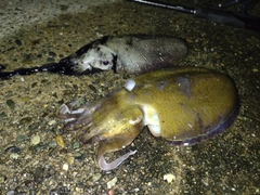 モンゴウイカの釣果